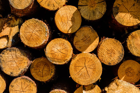 Background of many tree logs. Wooden patternの写真素材