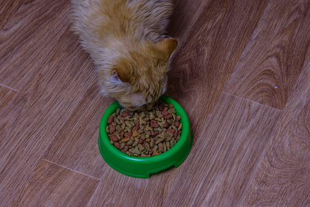 Little kitten eating food from pet bowlの写真素材