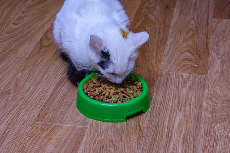 Little kitten eating food from pet bowlの写真素材
