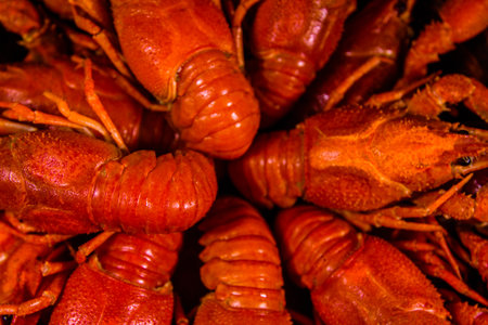 Background of the fresh red boiled crayfishesの写真素材