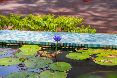 Water lily flower (Nymphaea) in the pondの写真素材