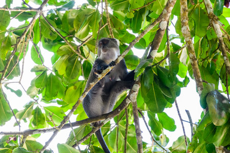 Colobus monkey at the Jozani forest. Zanzibar, Tanzaniaの写真素材