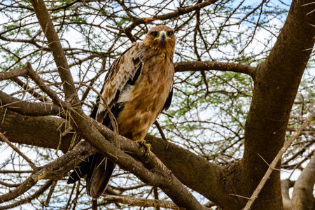 Tawny eagle (Aquila rapax) on branch of tree at Serengeti national park, Tanzaniaの写真素材