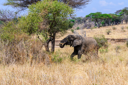African elephant (Loxodonta) at Serengeti national park, Tanzania. Wildlife photoの写真素材