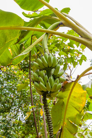 Bunch of banana fruits hanging from tree branchの写真素材