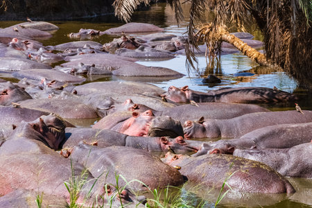Hippos (hippopotamus amphibius) in pond at Serengeti national park, Tanzania. Wildlife photoの写真素材