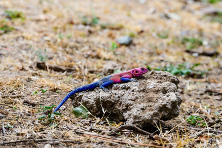 Mwanza flat-headed rock agama or Spider-Man agama (Agama mwanzae) at Serengeti national park, Tanzania. Wildlife photoの写真素材
