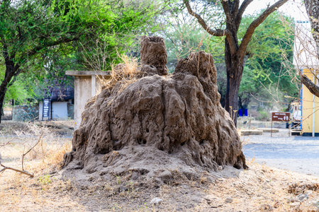 Giant termite mound at Serengeti national park, Tanzaniaの写真素材