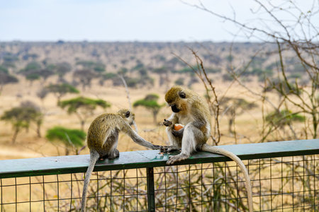 Vervet monkeys family (Chlorocebus pygerythrus) at Serengeti national park, Tanzaniaの写真素材