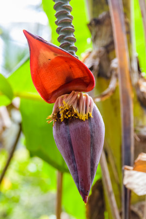 Banana flower hanging from the tree branchの写真素材
