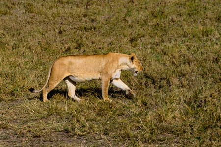 Lioness walking in the grass. Serengeti national park, Tanzaniaの写真素材