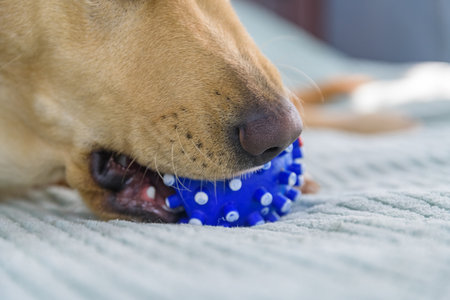 Young purebred labrador retriever dog playing with ballの写真素材