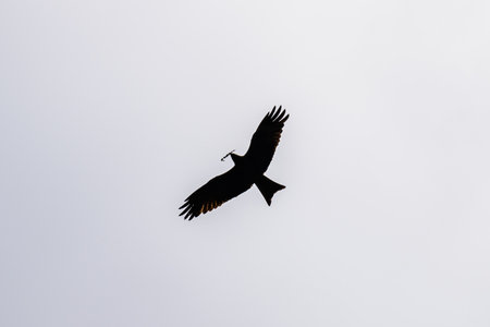 Tawny eagle (Aquila rapax) soaring in the sky at Serengeti national park, Tanzaniaの写真素材