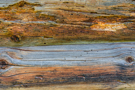 Texture of logs. Wooden pattern for backgroundの写真素材