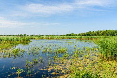 View on a small lake at summer