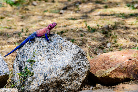 Mwanza flat-headed rock agama or Spider-Man agama (Agama mwanzae) at Serengeti national park,...