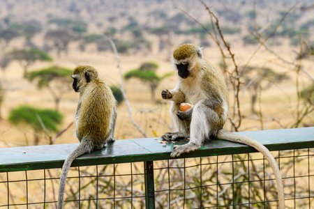 Vervet monkeys family (Chlorocebus pygerythrus) at Serengeti national park, Tanzaniaの写真素材