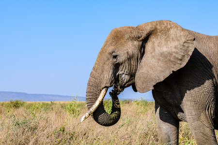 African elephant (Loxodonta) at Serengeti national park, Tanzania. Wildlife photoの写真素材