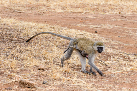 Vervet monkey female with her kid (Chlorocebus pygerythrus) at Serengeti national park, Tanzaniaの写真素材