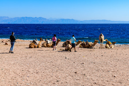 Tourists and camels at shore of Red sea in Dahab, Egypt
