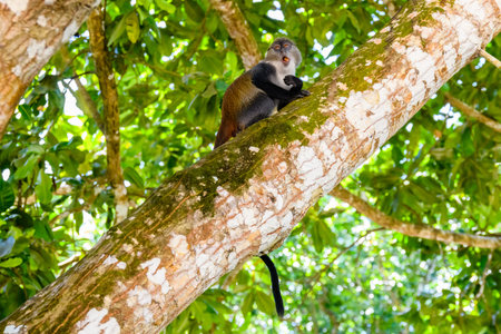 Colobus monkey at the Jozani forest. Zanzibar, Tanzania