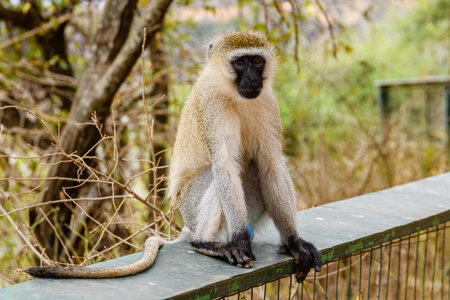 Male of vervet monkey (Chlorocebus pygerythrus) at Serengeti national park, Tanzania