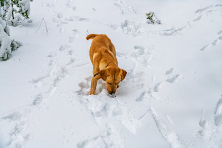 Young labrador retriever dog playing in snowの写真素材