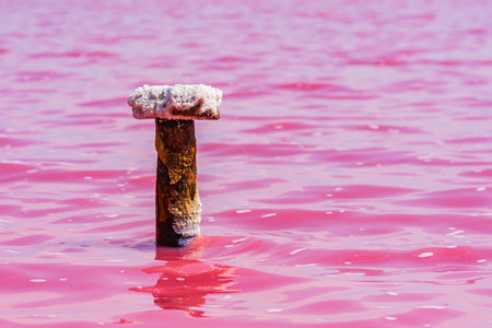 View on pink lake with Dunaliella Salina algae. Salt on rusty iron pillar. Lemurian lake at south of Ukraineの写真素材