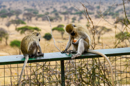 Vervet monkeys family (Chlorocebus pygerythrus) at Serengeti national park, Tanzaniaの写真素材