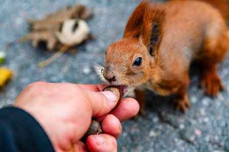 Man feeding red squirrel in city parkの写真素材