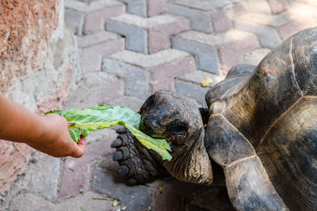 Feeding of Aldabra giant tortoise (Aldabrachelys gigantea) at Prison island. Zanzibar, Tanzania