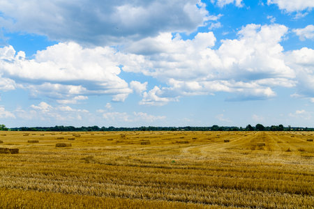 Bales of straw at agricultural field. Agricultural concept