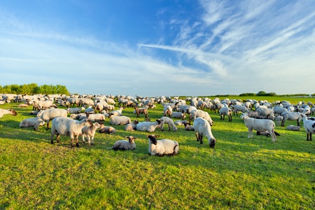 A summer landscape and herd sheepの写真素材