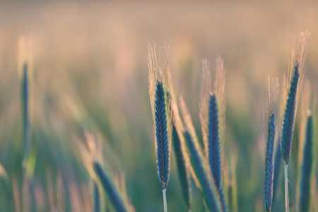 close up of wheat on sunsetの写真素材