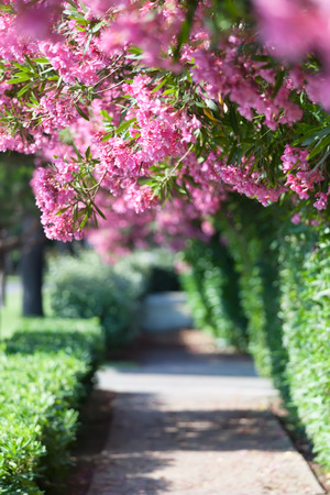 Trees with pink and red blossomsの写真素材