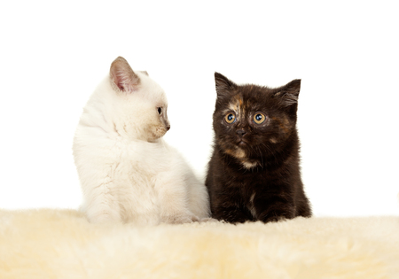 Portrait Of Two British Shorthair Kittens Sitting 8 Weeks Old