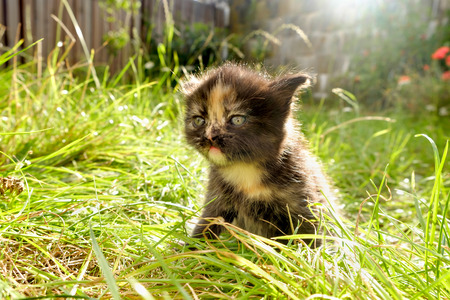 adorable meowing tabby kitten outdoorsの写真素材