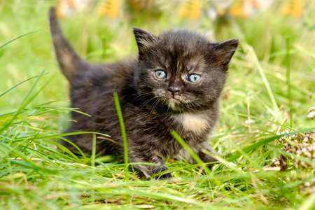 adorable meowing tabby kitten outdoorsの写真素材