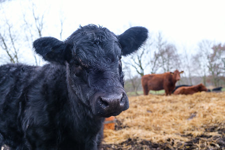 Galloway Cattle Grazing on a Farm in Winterの写真素材