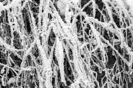 Tree branches covered with snow. Beautiful winter background.の写真素材