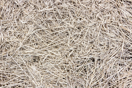 Straw texture. Background of the haystack.の写真素材