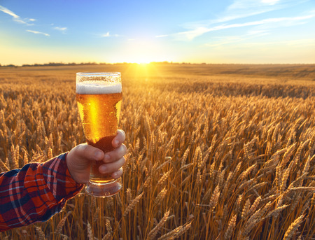 Glass of cold beer at sunset on the background of wheat field and blue sky. Summer landscape. Recreation and relax. Fresh brewed ale.の写真素材