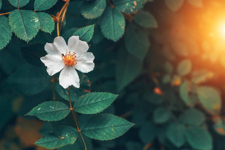 The blossoms of wild roses. Flower closeup.の写真素材