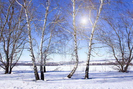 Birch Trees in Winterの写真素材
