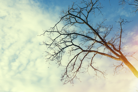 tree without leavesの写真素材