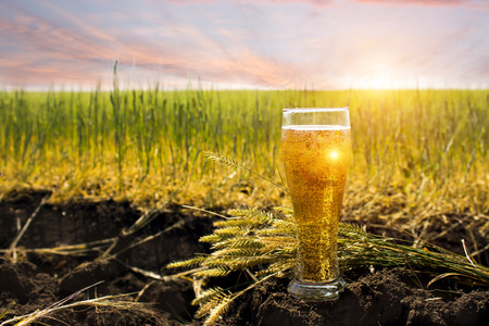 Glass of cold beer at sunset on the background of a wheat field and blue sky. Summer landscape. Recreation and relax. Fresh brewed ale.の写真素材