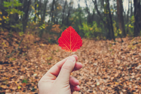 Dry autumn leaf in the hand of man at the beautiful forest background. Picturesque nature.の写真素材