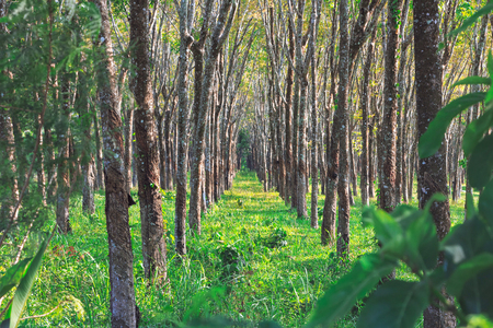 Rubber forest in Thailand, Phuket. Plantation of trees growing in a row.の写真素材