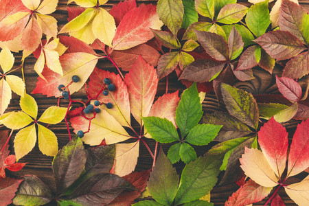Background of colorful grape leaves.の写真素材
