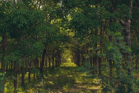 Rubber forest in Thailand, Phuket. Plantation of trees growing in a row.の写真素材